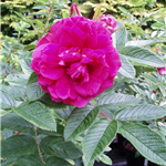 ROSERIE DE LHAIE (rugosa)